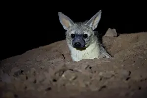 Marakele Np Prints: Aardwolf (Proteles cristatus) resting at night