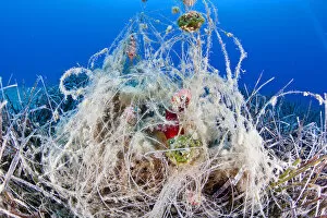 Ascidiacea Gallery: Abandonded fishing gear in seagrass meadow, with red sea squirt (Halocynthia papillosa)