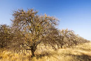 Climate Change Prints: Abandoned dead and dying Orange trees that no longer have water to irrigate them near Bakersfield