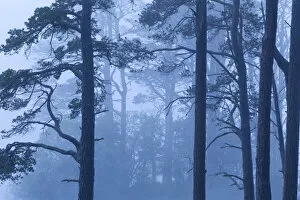 Images Dated 11th June 2011: Abernethy Forest NNR in dawn mist. Cairngorms National Park, Scotland, UK, June 2011