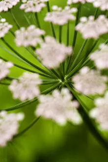 Apiaceae Gallery: Abstract Alpine lovage (Ligusticum mutellina) flower head, Triglav National Park