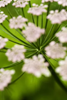 Images Dated 16th June 2009: Abstract Alpine lovage (Ligusticum mutellina) flower head, Triglav National Park