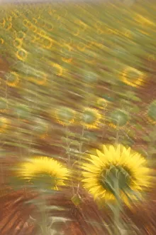 Abstract arty-shot of Sunflowers {Helianthus} in meadow, Spain