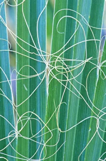 Abstract detail of California Fan Palm (Washingtonia filifera) California, USA
