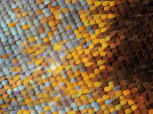 Abstracts Gallery: Abstract close-up of butterfly wing scales