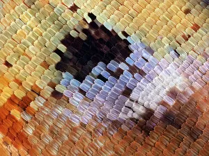 February 2023 Highlights Gallery: Abstract close-up of butterfly wing scales