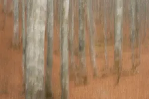 Abstract European beech tree (Fagus sylvatica) trunks, Pollino National Park, Basilicata
