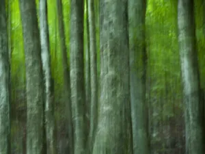 Claudia Muller Prints: Abstract European beech trees (Fagus sylvatica) Pollino National Park, Basilicata
