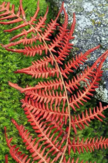 Ferns Prints: Abstract of fern lying on moss and stone, San Martin de Trevejo, Las Hurdes, Caceres
