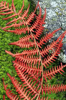Abstract of fern lying on moss and stone, San Martin de Trevejo, Las Hurdes, Caceres