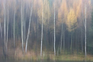 Images Dated 19th June 2009: Abstract of forest in autumn, Krasna Lipa, Ceske Svycarsko / Bohemian Switzerland National Park