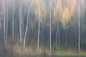 Images Dated 19th June 2009: Abstract of forest in autumn, Krasna Lipa, Ceske Svycarsko / Bohemian Switzerland National Park