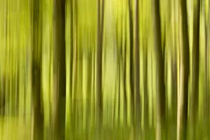 Abstract of forest, The National Forest, UK, Spring, 2011