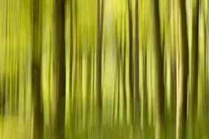 Abstract of forest, The National Forest, UK, Spring, 2011