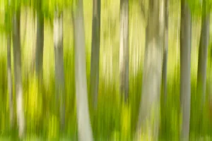 Trunks Prints: Abstract of forest, The National Forest, UK, Spring, 2011