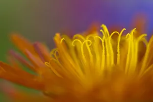 Alex Hyde Prints: Abstract of Golden Hawk s?beard (Crepis aurea) Nordtirol, Austrian Alps. June