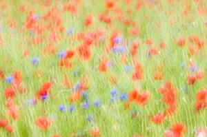 Abstract impression of Common poppies {Papaver sp.} and Cornflowers {Centaurea sp