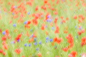 Abstract impression of Common poppies {Papaver sp.} and Cornflowers {Centaurea sp Abstract impression of Common poppies {Papaver sp.} and Cornflowers {Centaurea sp
