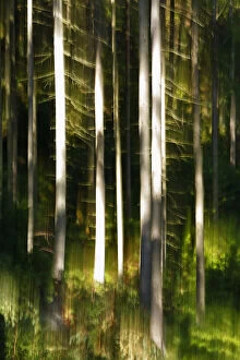 Abstract impression of forest with reflection in Krinice River, Kyov, Ceske Svycarsko