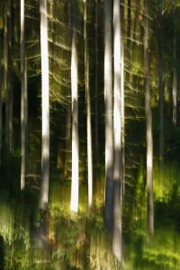 Czech Republic Prints: Abstract impression of forest with reflection in Krinice River, Kyov, Ceske Svycarsko