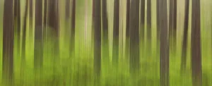 Rspb Prints: Abstract impression of trunks of Scots pine trees (Pinus sylvestris) Abernethy Forest