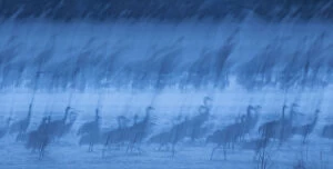 Images Dated 23rd March 2017: Abstract interpretation of Sandhill Cranes (Grus canadensis) at roost during spring