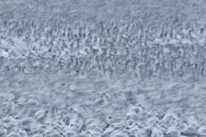 Images Dated 4th December 2013: Abstract of Knot (Calidris canutus) flock roosting, The Wash, Norfolk, UK, December