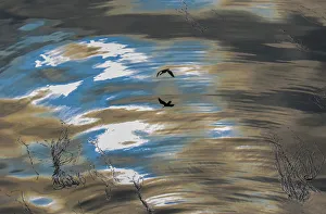 Abstract patterns of reflected sky and clouds on the ocean with a silhouetted Red-faced cormorant