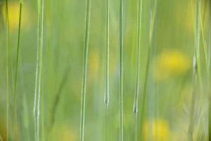 Abstracts Gallery: Abstract photograph of grasses and yellow flowers, Vosges, France, June