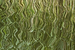 Images Dated 23rd June 2011: Abstract reflection of reeds in rippled water, Westhay Moor SWT reserve, Somerset Levels