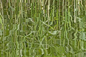 Images Dated 23rd June 2011: Abstract reflection of reeds in rippled water, Westhay Moor SWT reserve, Somerset Levels