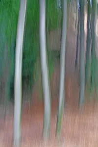 Abstract Trees, Medvedi Diry. Ceske Svycarsko / Bohemian Switzerland National Park