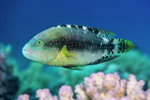 Abudjubbe wrasse (Cheilinus abudjubbe) swimming over reef corals, Gubal Island, Egypt. Strait of Gubal, Gulf of Suez, Red Sea