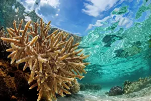 Scleractinia Prints: Abundant branching hard corals (Acropora sp)