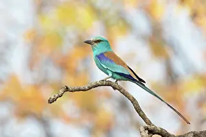 Coracias Prints: Abyssinian roller (Coracias abyssinicus) perched on branch, Benoue National Park, Cameroon