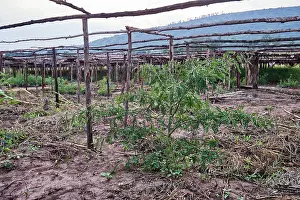 Legume Prints: Acacia (Acacia sp.) tree in a tree nursery dedicated to reforestation and extending the Akagera National Park