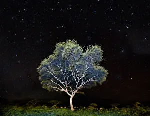 Acacia sp. at night, with a herd of Plains Zebra (Equus quagga) beneath. Near Ndutu