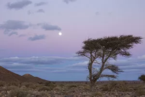 Acacia tree at dusk, Sahara desert, Djebel Ouarkziz, Southern Morocco, Africa