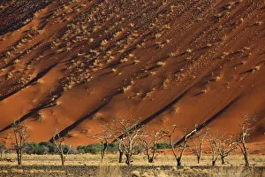 Images Dated 10th March 2020: Acacia trees below a sand dune in Tscauchab valley, Namib-Naukluft National Park, Namibia