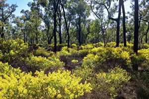 New South Wales Prints: Acacias (Acacia sp.) flowering in the Pilliga scrub forest in spring