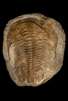 Geological Era Prints: Acadoparadoxides briareus fossil