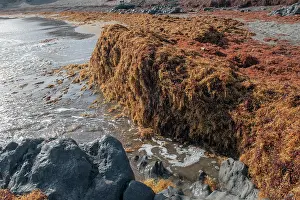Seaweed Prints: Accumulation of Sargassum (Sargassum sp)