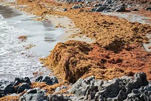 Accumulation of Sargassum (Sargassum sp.) washed up along the shore, Playa Grande, Punta de Abona, Tenerife, Canary Islands