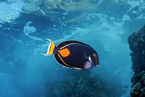 Acanthuridae Prints: Achilles tang (Acanthurus achilles) swimming through shallow surge zone of reef