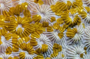 Georgette Douwma Gallery: Acoel flatworms (Waminoa sp.) on coral. Lembeh Strait, North Sulawesi, Indonesia