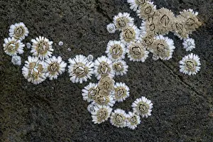Crustracea Prints: Acorn barnacles (Semibalanus balanoides) on rock