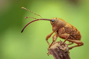 Weevil Prints: Acorn weevil (Curculio glandium) female