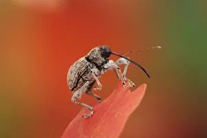 Insects Prints: Acorn Weevil (Curculio glandium) perched on Bigtooth Maple (Acer grandidentatum) leaf
