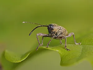 Acorn Weevil (Curculio glandium) portrait on an Oak leaf, Hertofrdshire, England, UK