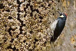 Males Gallery: Acorn Woodpecker (Melanerpes formicivorus), male at granary tree showing many acorns